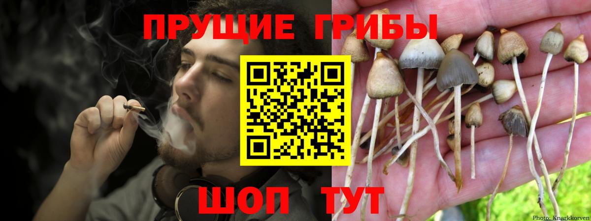 Выборг  Галлюциногенные грибы мицелий  Вход с VPN 
